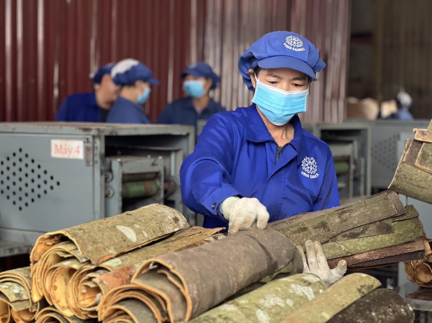 The beauty of labour in the cinnamon cassia harvest season in Yen Bai