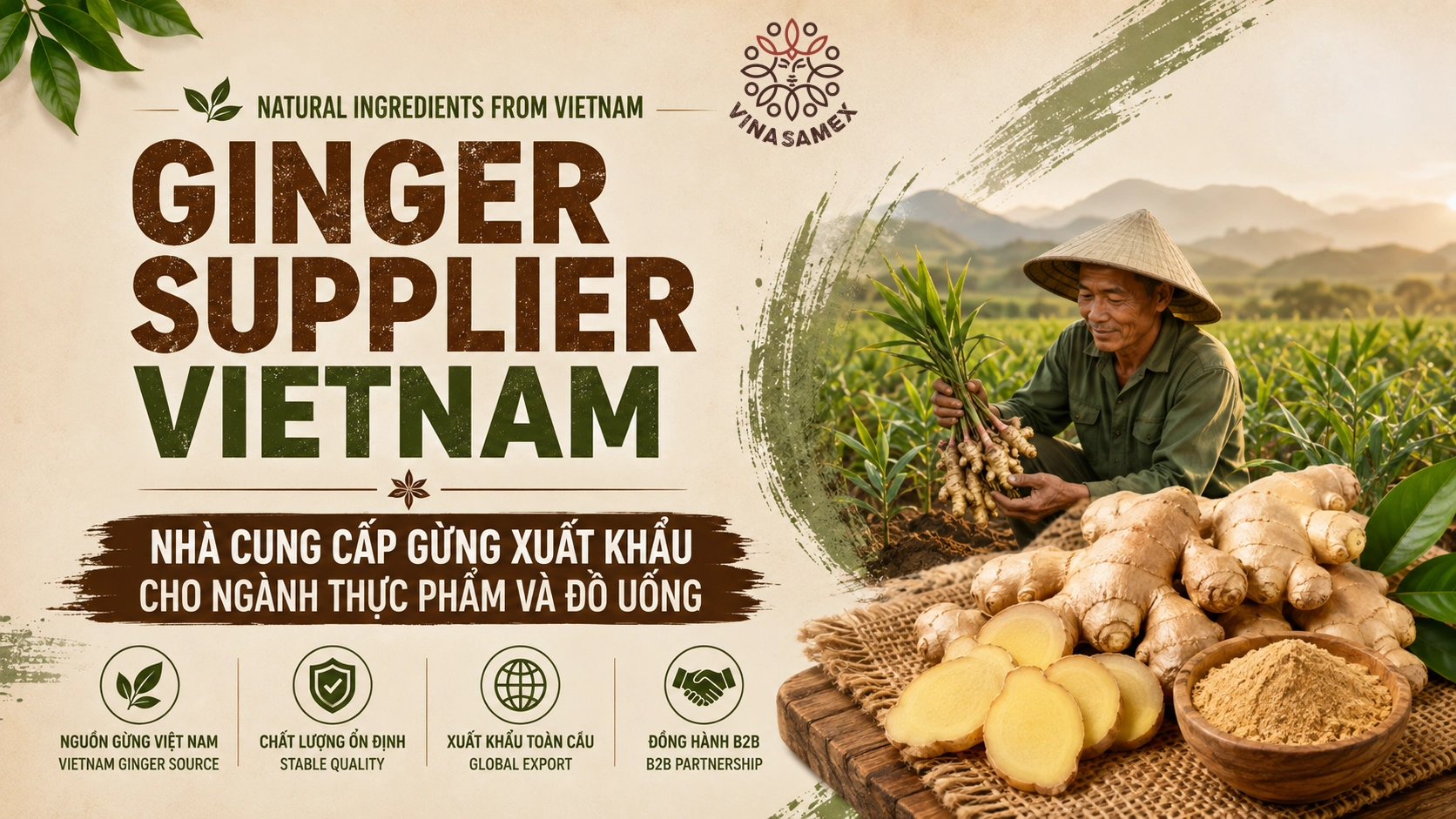 Ginger Supplier Vietnam - Nhà cung cấp gừng xuất khẩu cho ngành thực phẩm và đồ uống