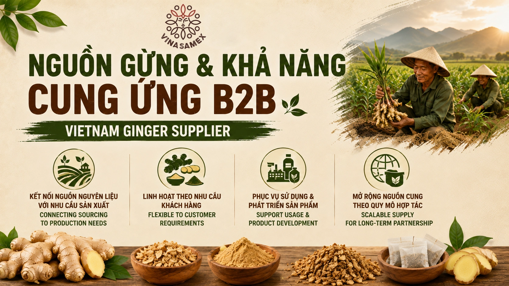 Nguồn gừng và khả năng cung ứng B2B (Vietnam Ginger Supplier)