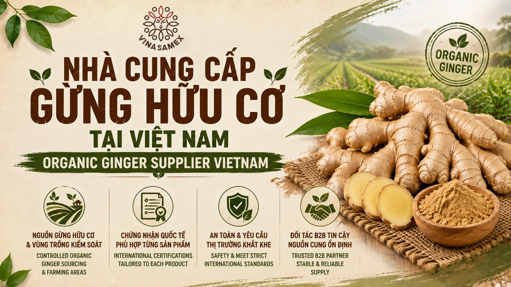 Nhà cung cấp gừng hữu cơ tại Việt Nam (Organic Ginger Supplier Vietnam)