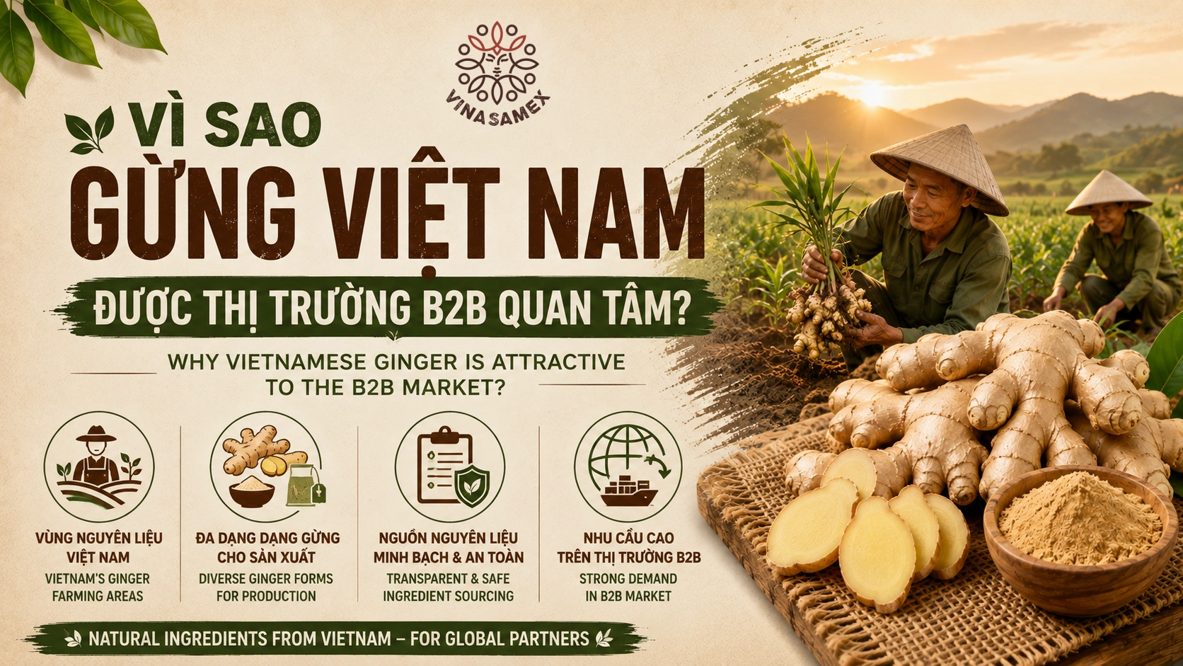 Vì sao gừng Việt Nam được thị trường B2B quan tâm