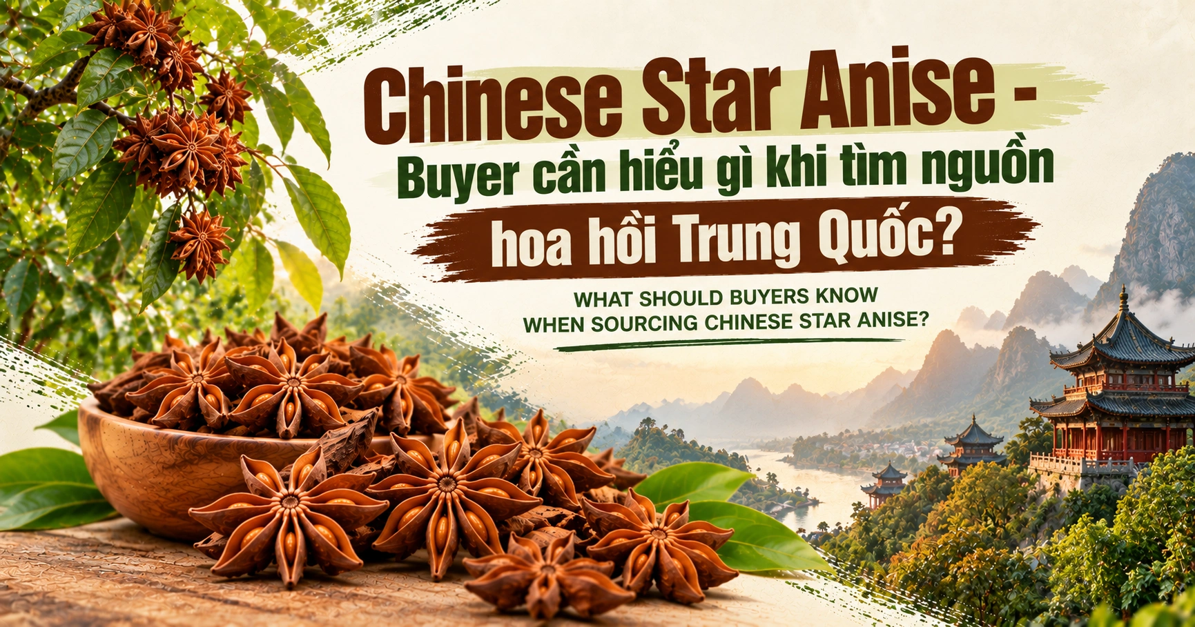Chinese Star Anise - Buyer cần hiểu gì khi tìm nguồn hoa hồi Trung Quốc