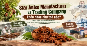 Star Anise Manufacturer và Trading Company khác nhau như thế nào dd