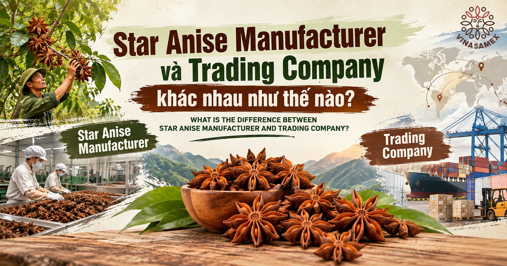 Star Anise Manufacturer và Trading Company khác nhau như thế nào?