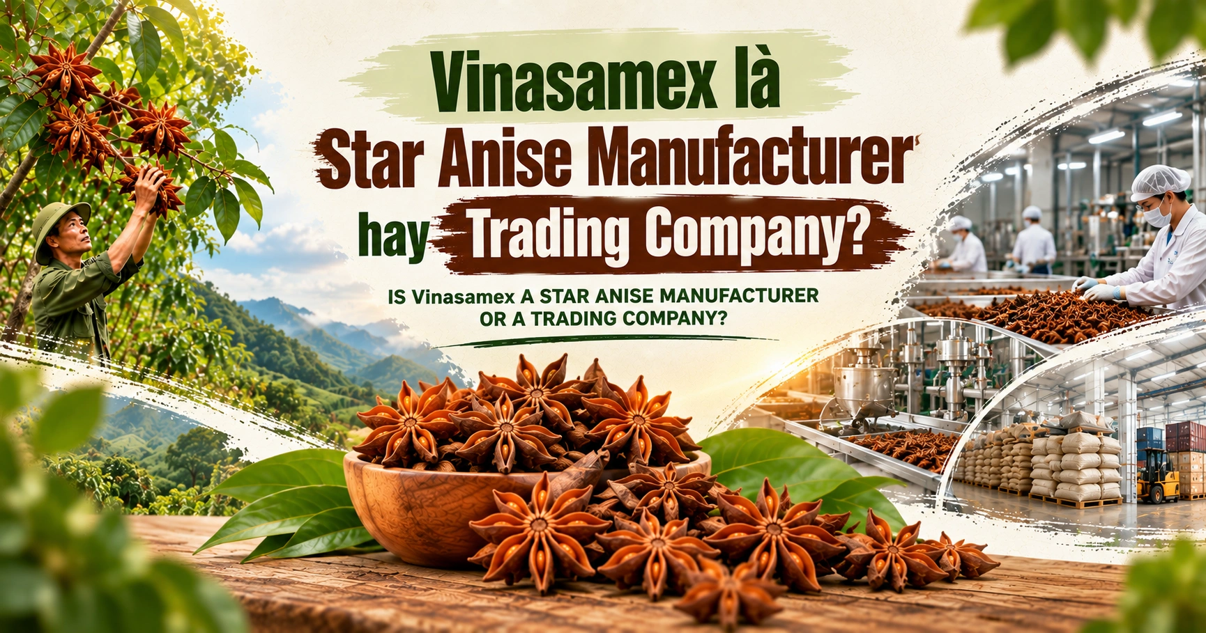 Vinasamex là Star Anise Manufacturer hay Trading Company